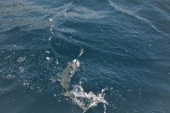 Pesca de la caballa al curric�n