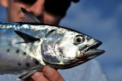 Pesca del at�n enco de arrastre