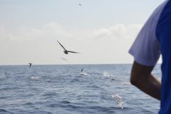 Pesca del at�n en batidas