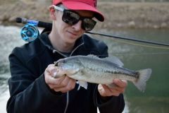 Pesca del black bass con mosca