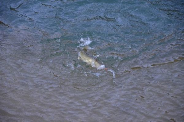 Empezar a pescar en invierno