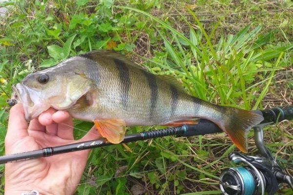 Pesca de la perca