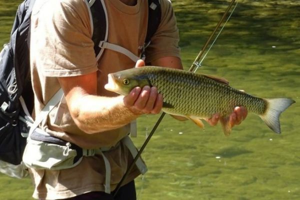 Pesca de cacho