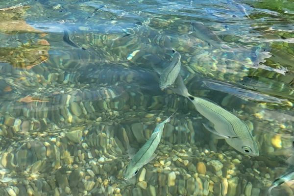 �Un banco de peces alterados?