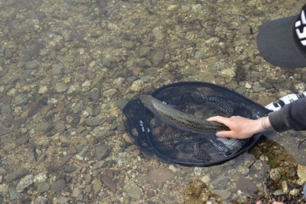 No matar y estrs de los peces