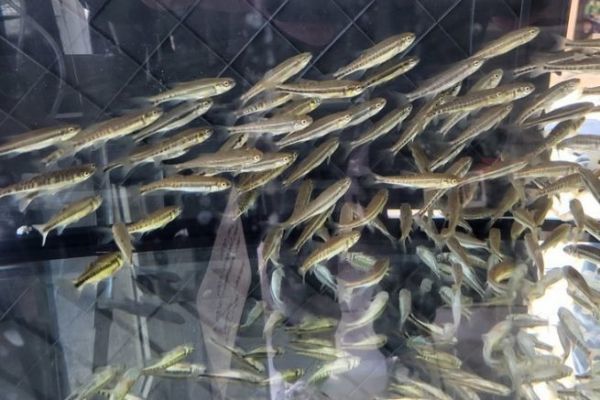 Venta de peces vivos para la pesca