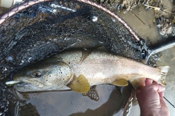 Trucha con Powertail evo