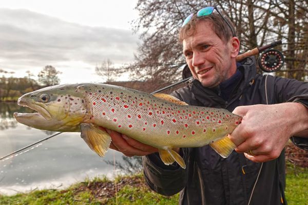 Preciosa trucha fario