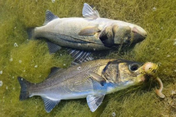 Pesca de lubinas en los lechos de algas