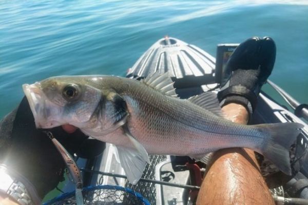 Pesca de lubinas desde un kayak