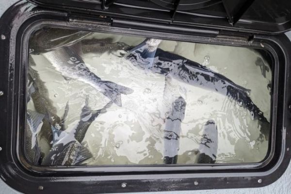 Pesca de lubinas en verano