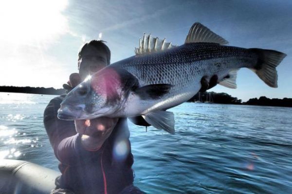 Pesca de grandes lubinas