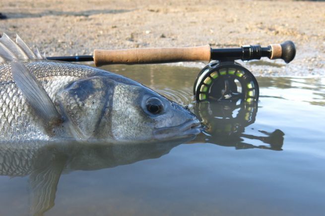 La pesca de la lubina con mosca es el reto definitivo