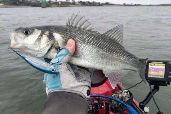 Excursin de pesca de lubinas