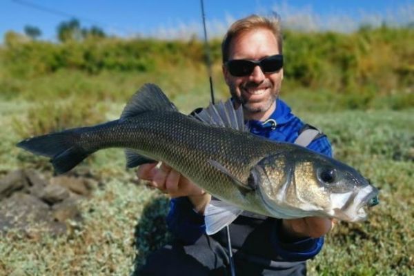 Pesca de lubinas