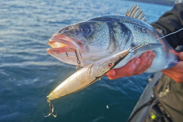 La pesca con se�uelos de superficie es una de las t�cnicas m�s emocionantes.