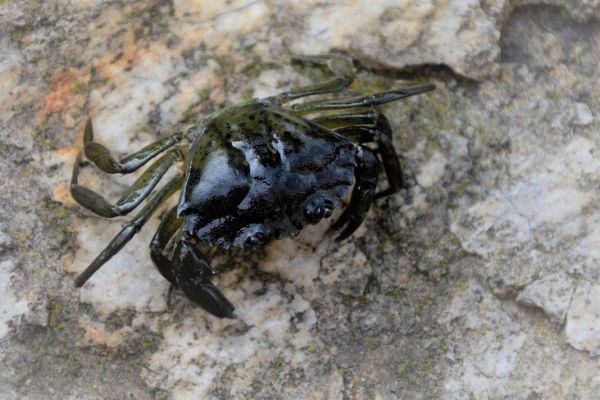 Los diferentes cangrejos de pesca