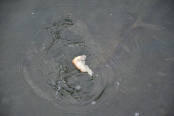 Pescar con pan como cebo vivo