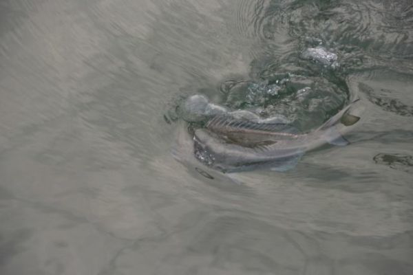 Pesca de espridos con flotador