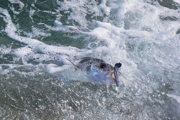 Pesca de lubinas desde la orilla