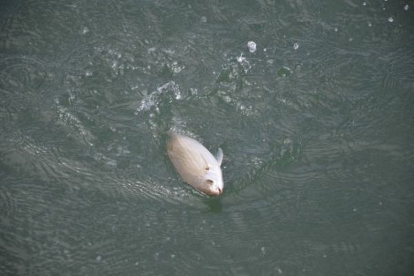 Pesca de saupe