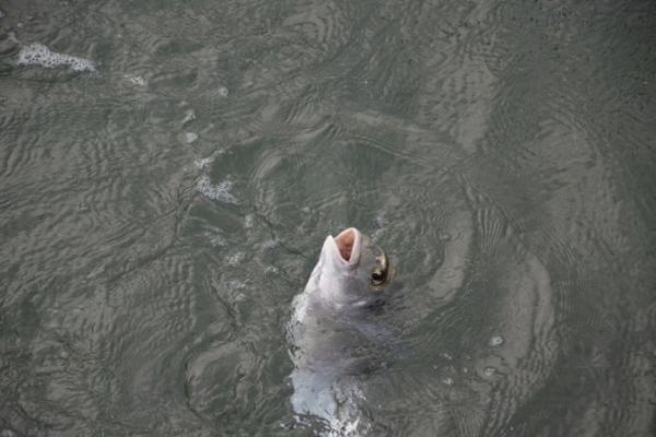 Pesca primaveral de esp�ridos