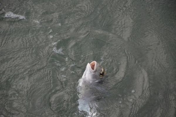 Pesca con flotador en el mar