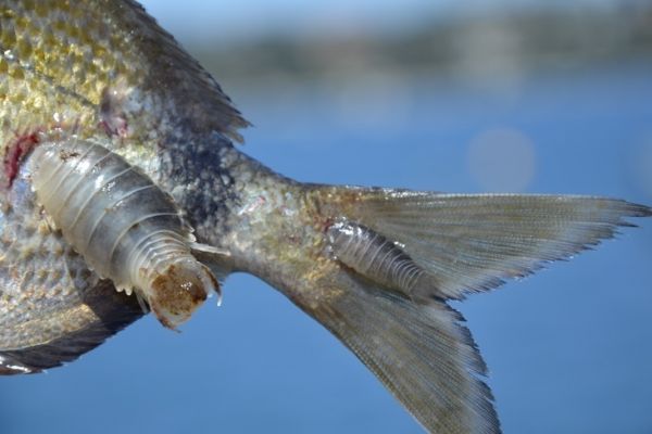 Piojos de mar