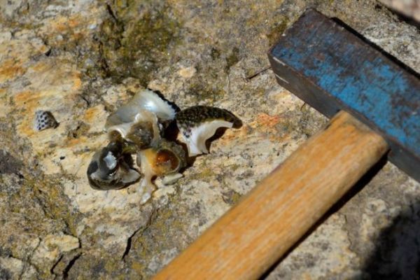 ¿Cómo se seca el marisco?