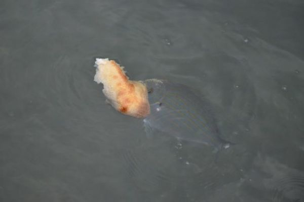 Aprender a pescar con pan en el mar