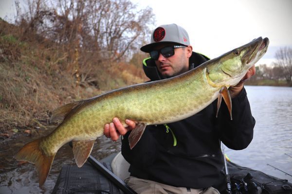 El muskellunge, un pez que pone a prueba la paciencia del pescador!