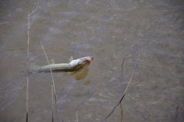 Pesca del lucio