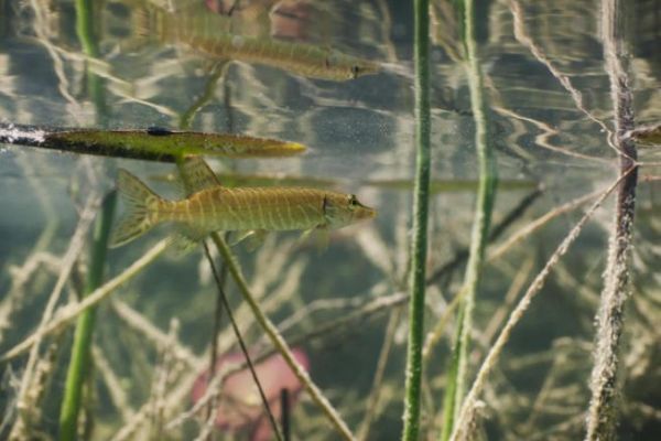 �Se convertir� un lucio peque�o en uno grande?