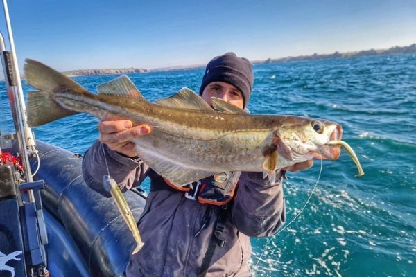 El seuelo es una baza formidable para la pesca del abadejo.