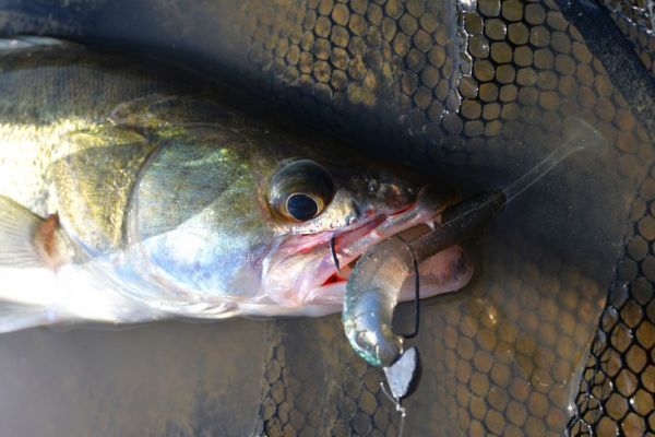 Pesca de la perca