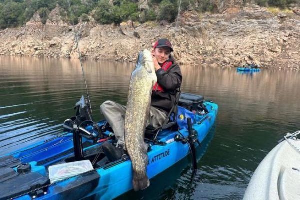 La pesca del siluro con cebo