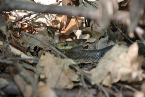 Vbora o serpiente junto al agua?