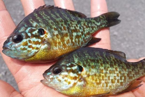 Varias especies invasoras