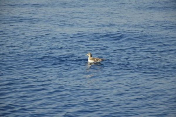 Identificar aves para pescar mejor