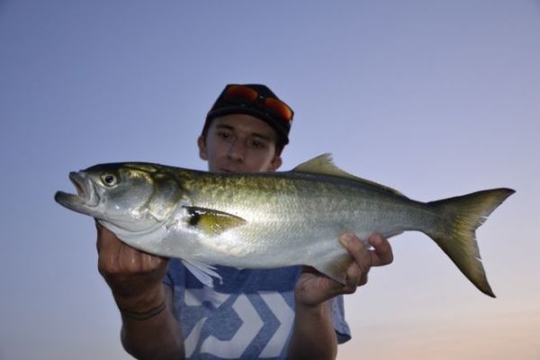 Dnde puedo encontrar tassergals?