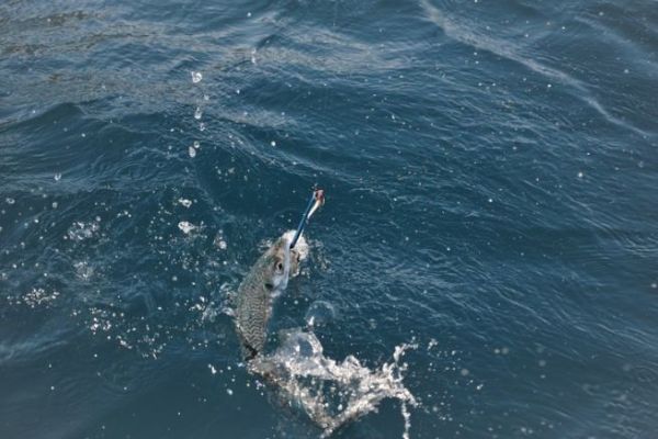 Pesca de la caballa al curric�n