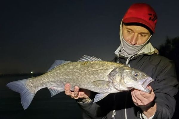 Pescar el pez lobo con cebo vivo