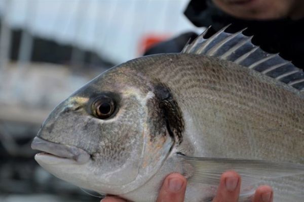 Pesca de la dorada real con red de fondo