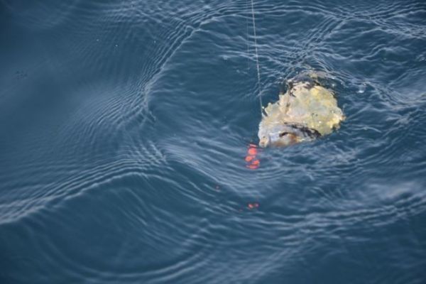 Pesca del sar con cebo