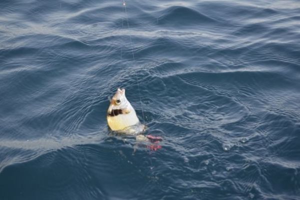 Pesca del sar con cebo