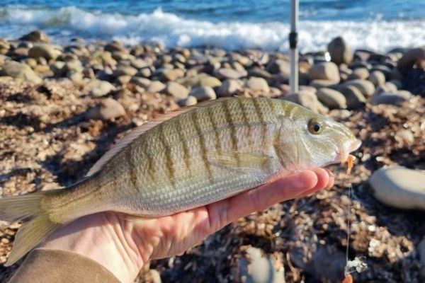 Pesca de la dorada jaspeada con cebo