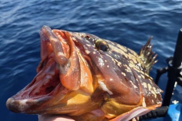 Pesca del mero en España