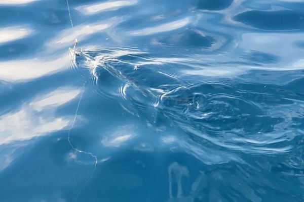 Pesca en vivo con un garfish