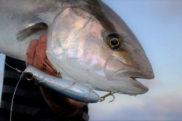 Pesca de serviolas con popper