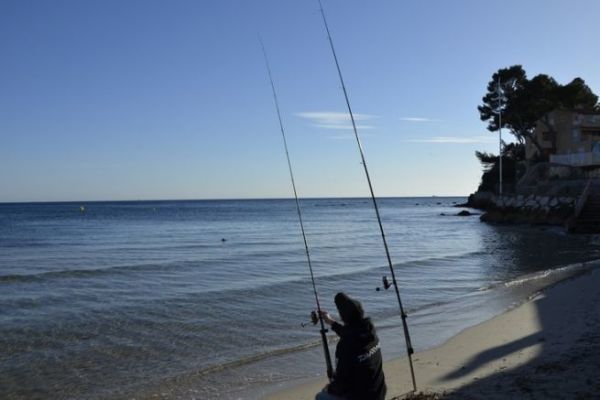 Qu peces se pueden pescar al surfcasting en el Mediterrneo?